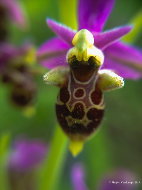 Bijenorchis. Bee Orchid.cr2