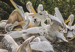 Blijdorp pelikanen