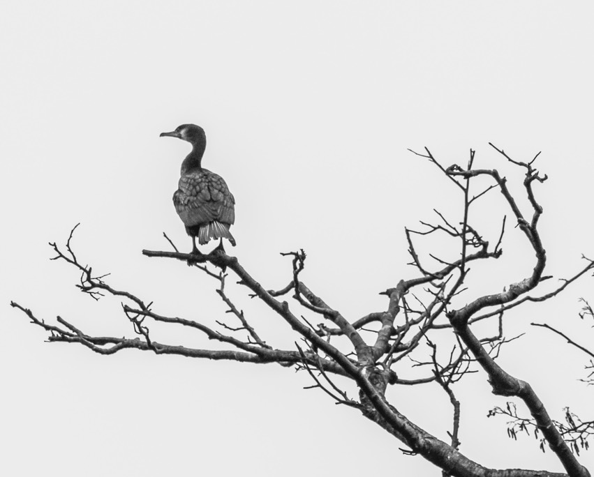 cormorant. aalscholver
