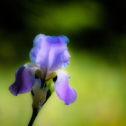 dreamy iris
