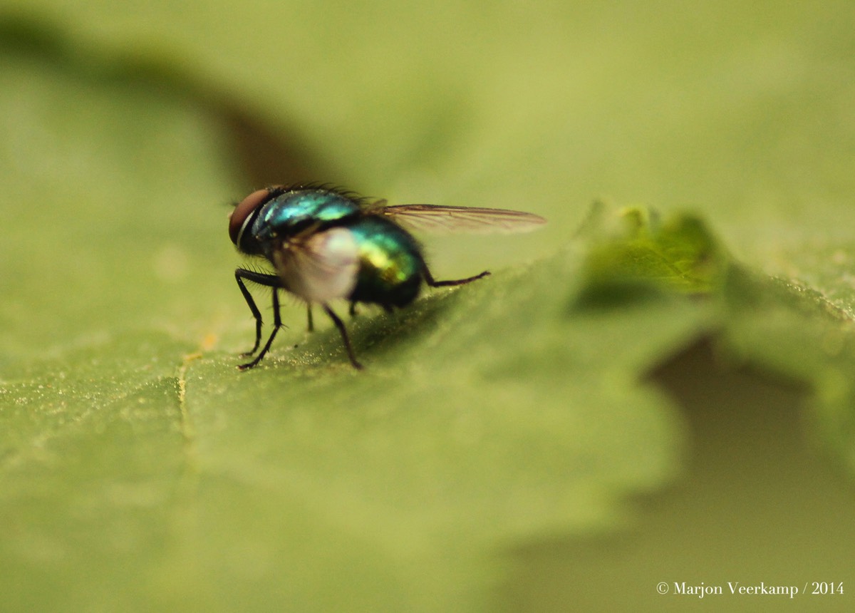 Groene Keizersvlieg. Green Imperal Fly