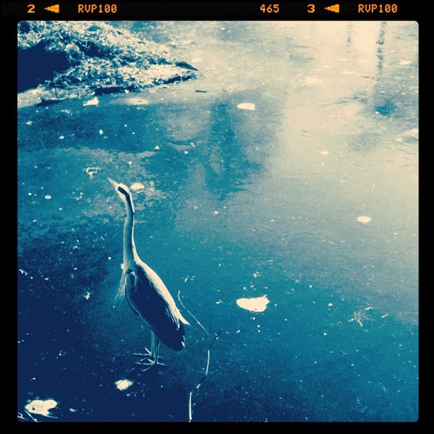 heron ice