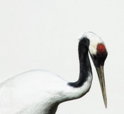 kraanvogel/crane