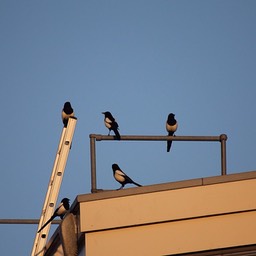 Magpies Gathering