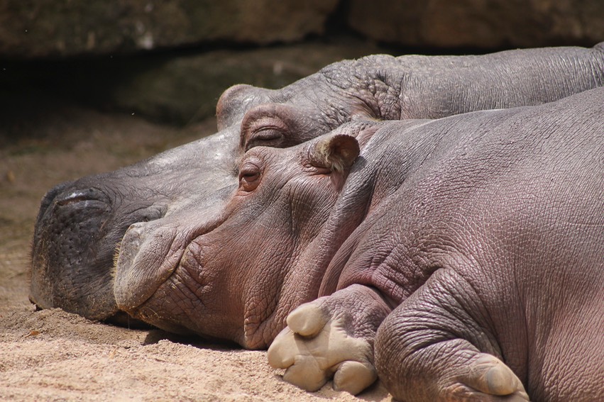 Nijlpaarden Zoo d'Amneville