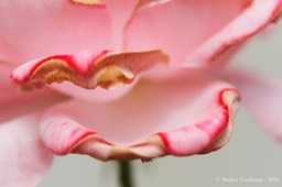 Rose Petals2.cr2