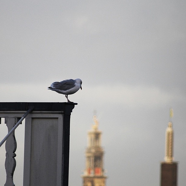 Seagull in Amsterdam