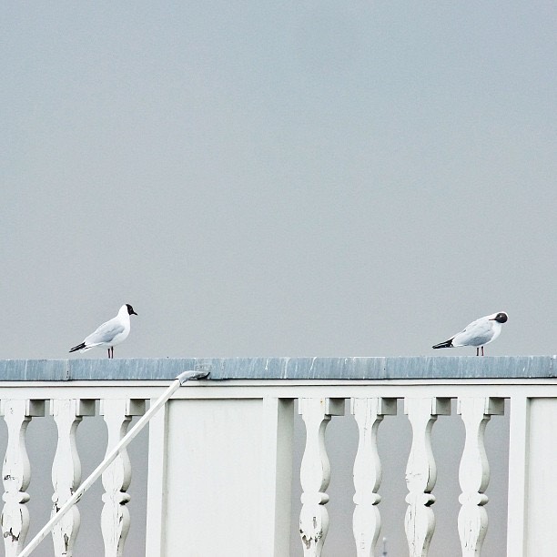 Seagulls 7