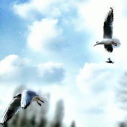 Seagulls 8