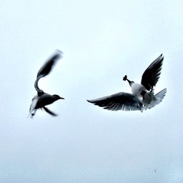 Seagulls Catching Food