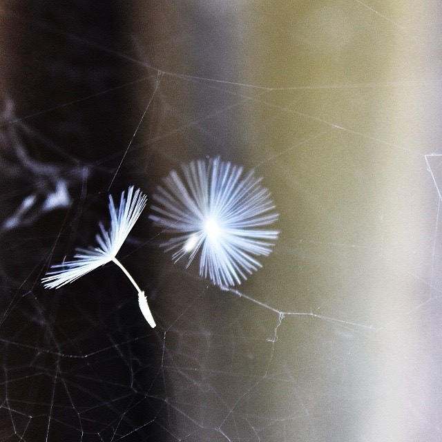 seeds spiderweb 