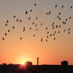 Starlings Sunset 