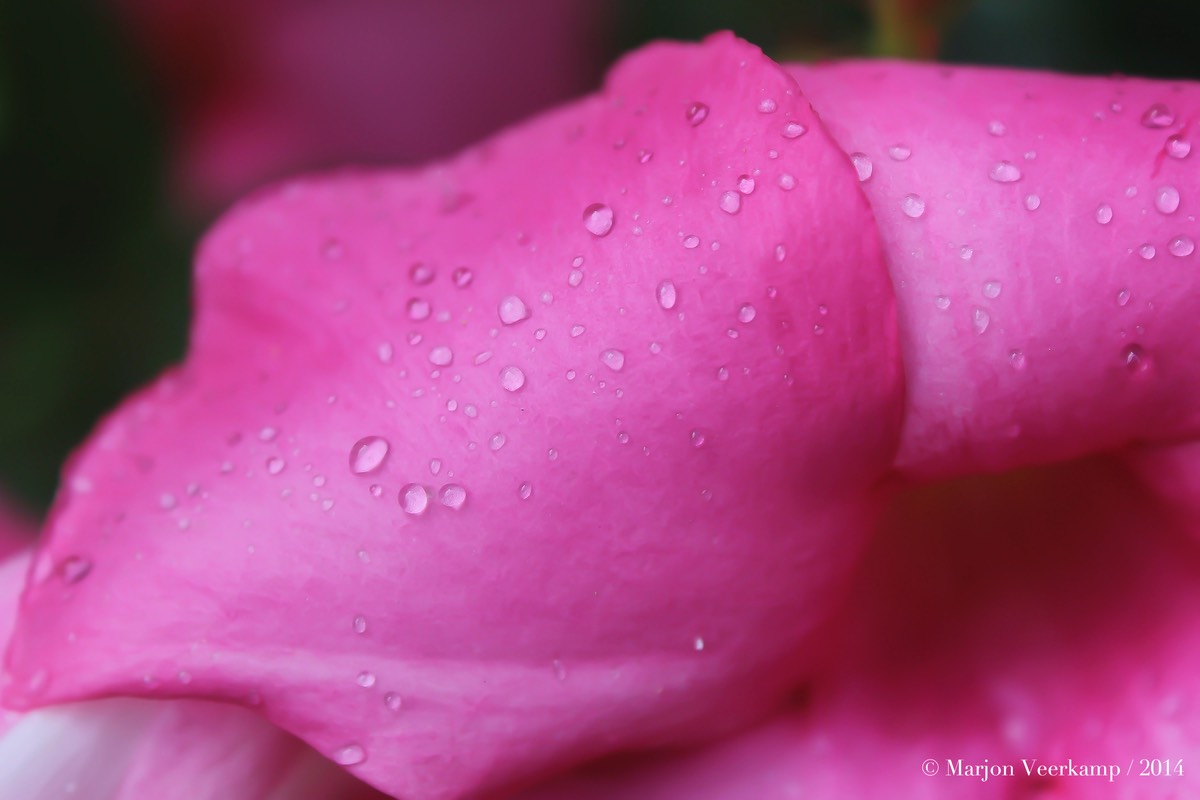 waterdrop on rose petal2.cr2