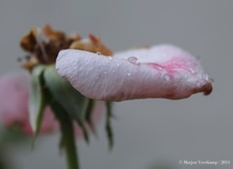 waterdrop on rose petal.cr2