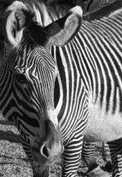 Zebra's_1