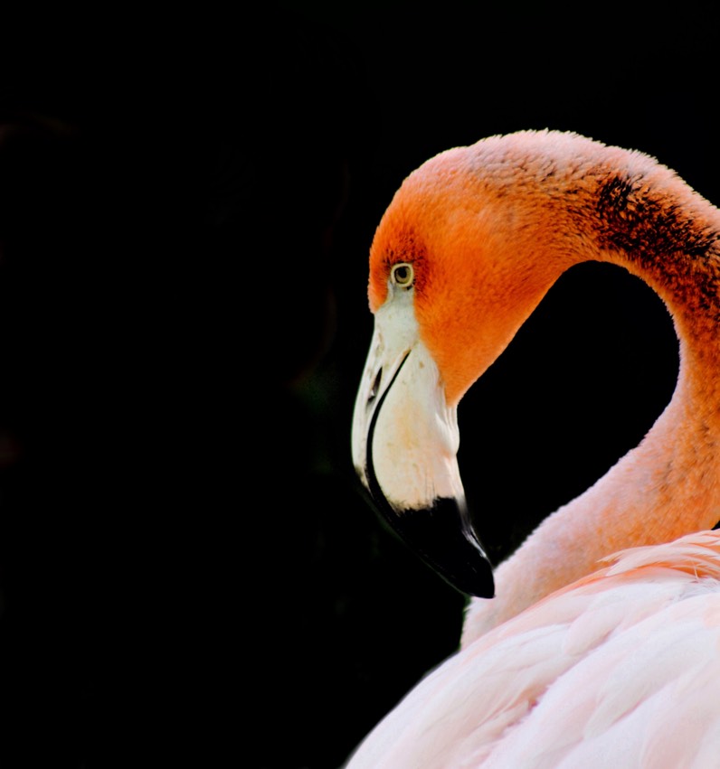 flamingo lisboa IMG_2793