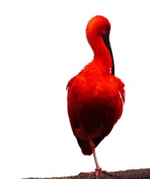 Red Ibis 2 